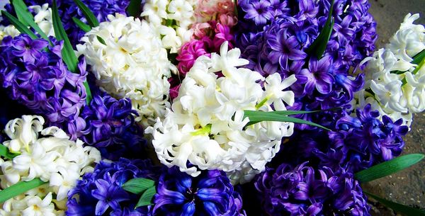 hyacinths 701587 1280   pixabay